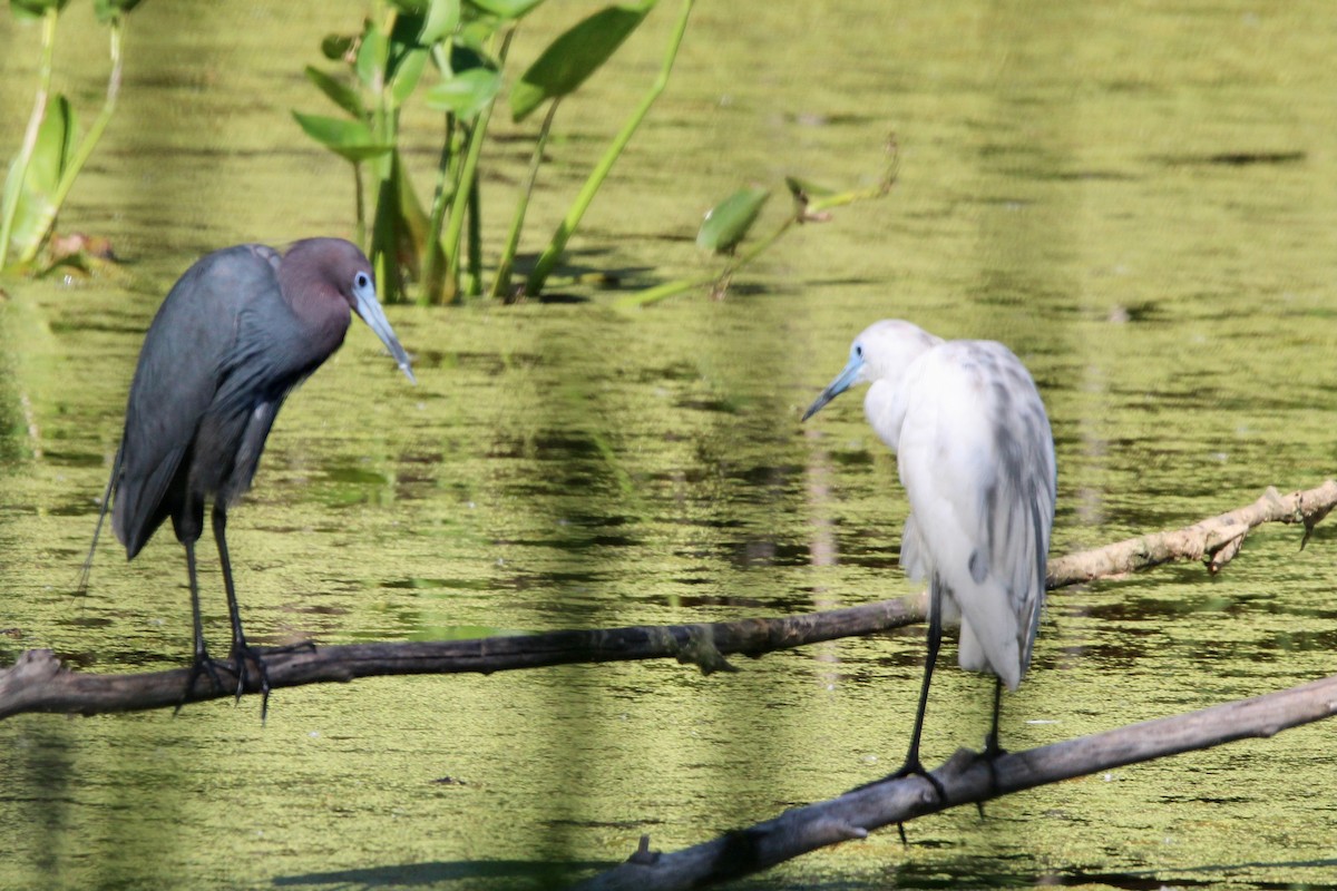 Little Blue Heron - ML620245305