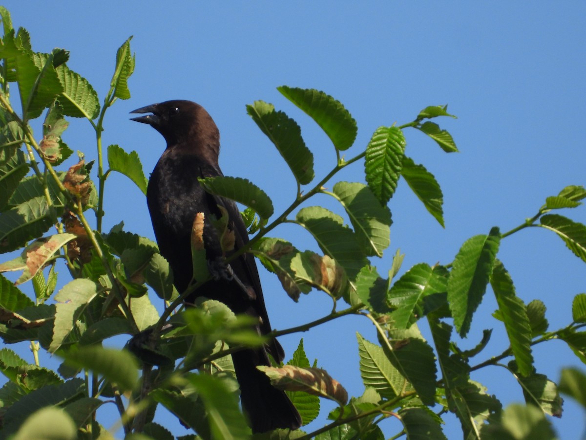 Brown-headed Cowbird - ML620245306