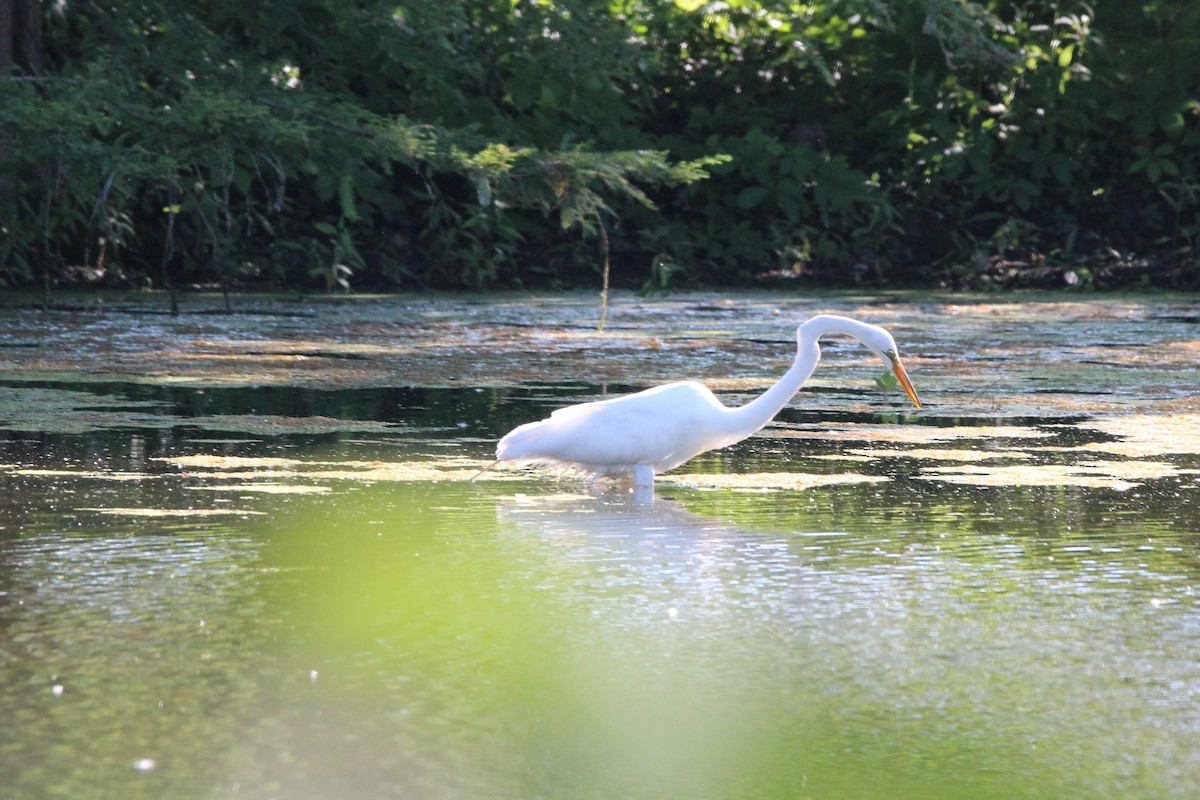 Great Egret - ML620245307