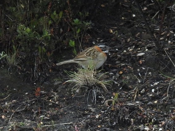 Rufous-collared Sparrow - ML620245312