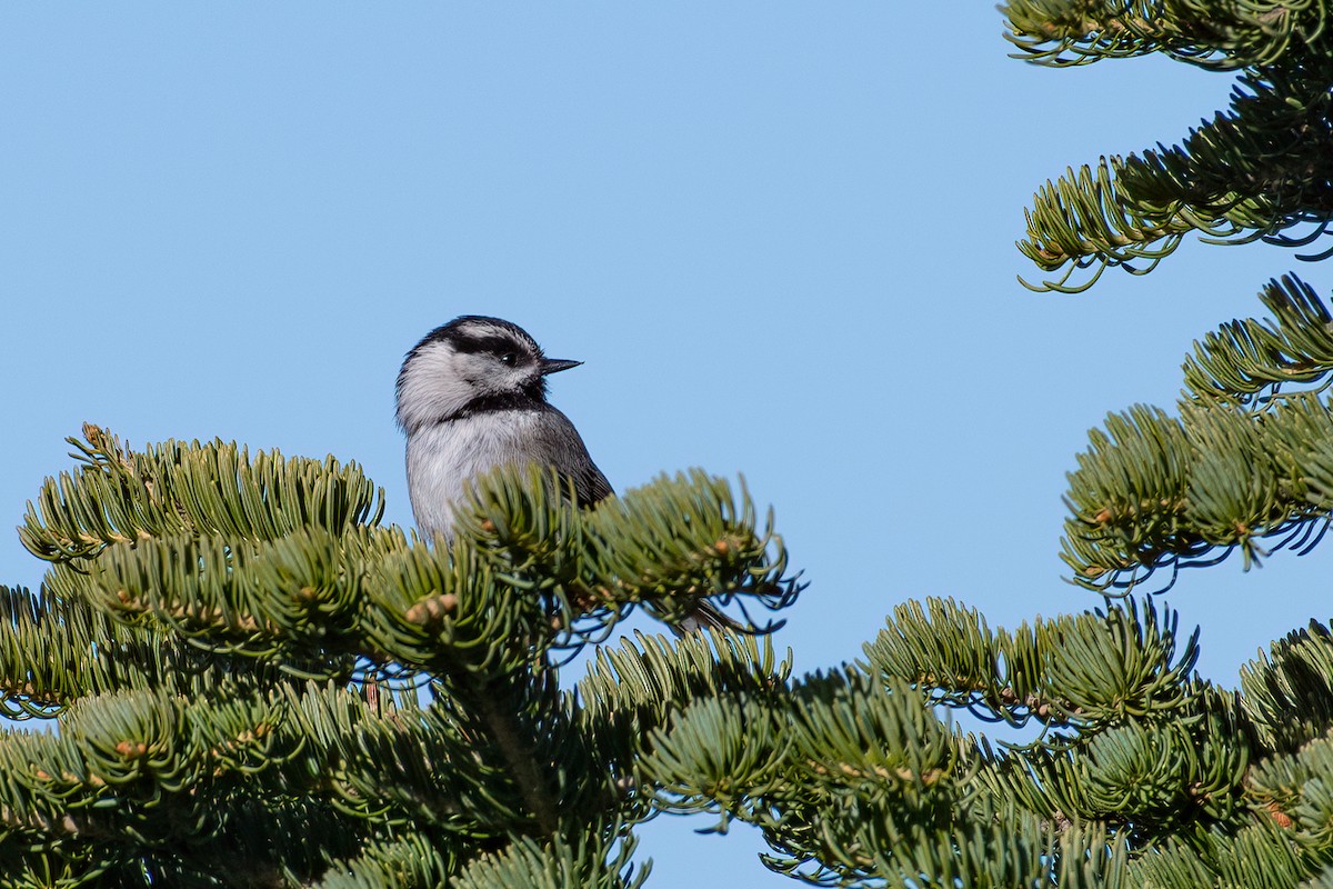 Mountain Chickadee - ML620245314