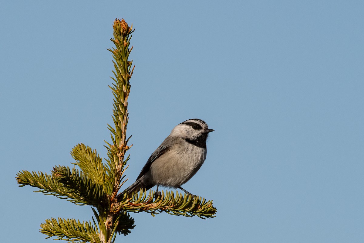 Mountain Chickadee - ML620245315