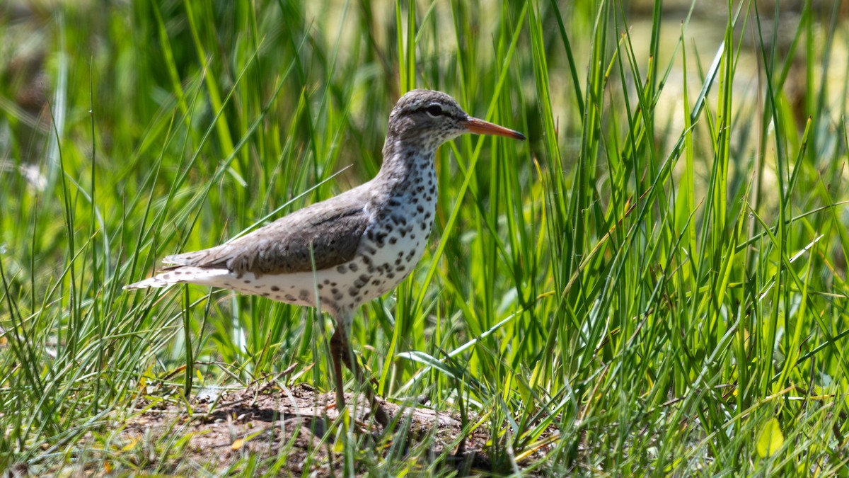 Spotted Sandpiper - ML620245316