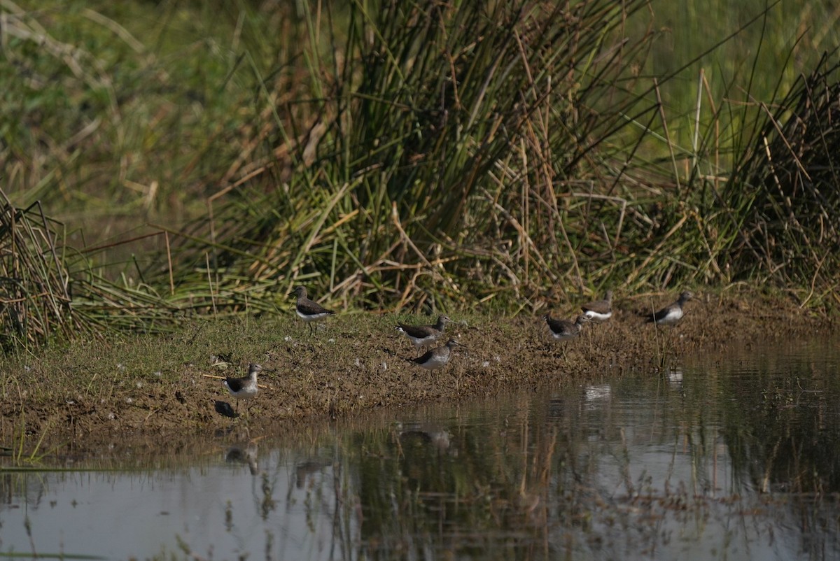 Green Sandpiper - ML620245318