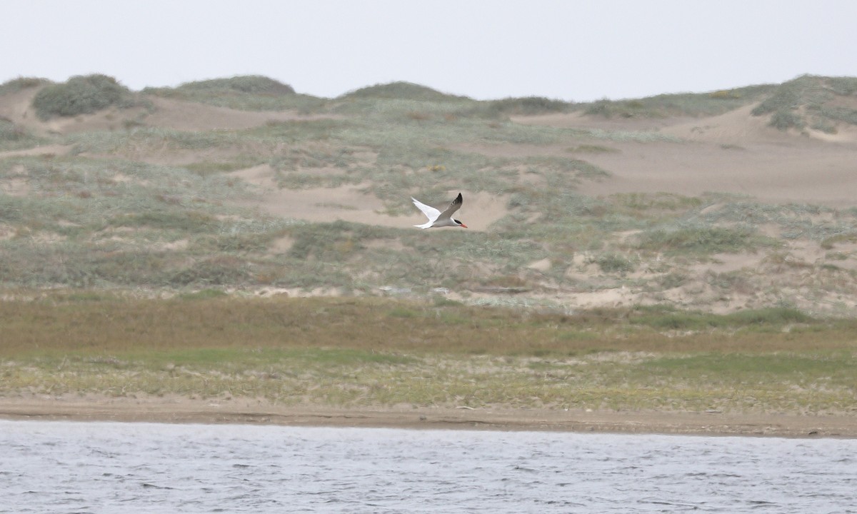 Caspian Tern - ML620245319