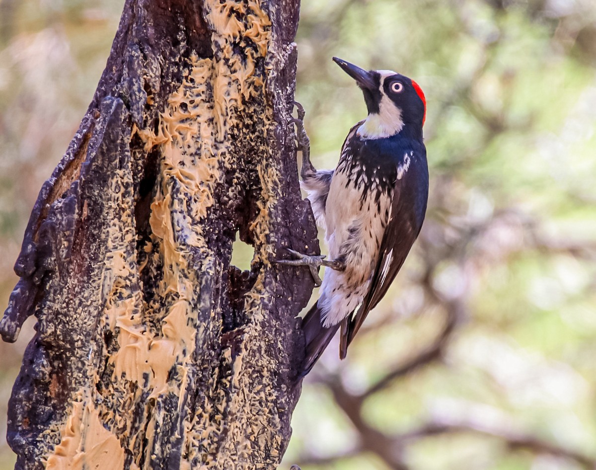 Acorn Woodpecker (Acorn) - ML620245324