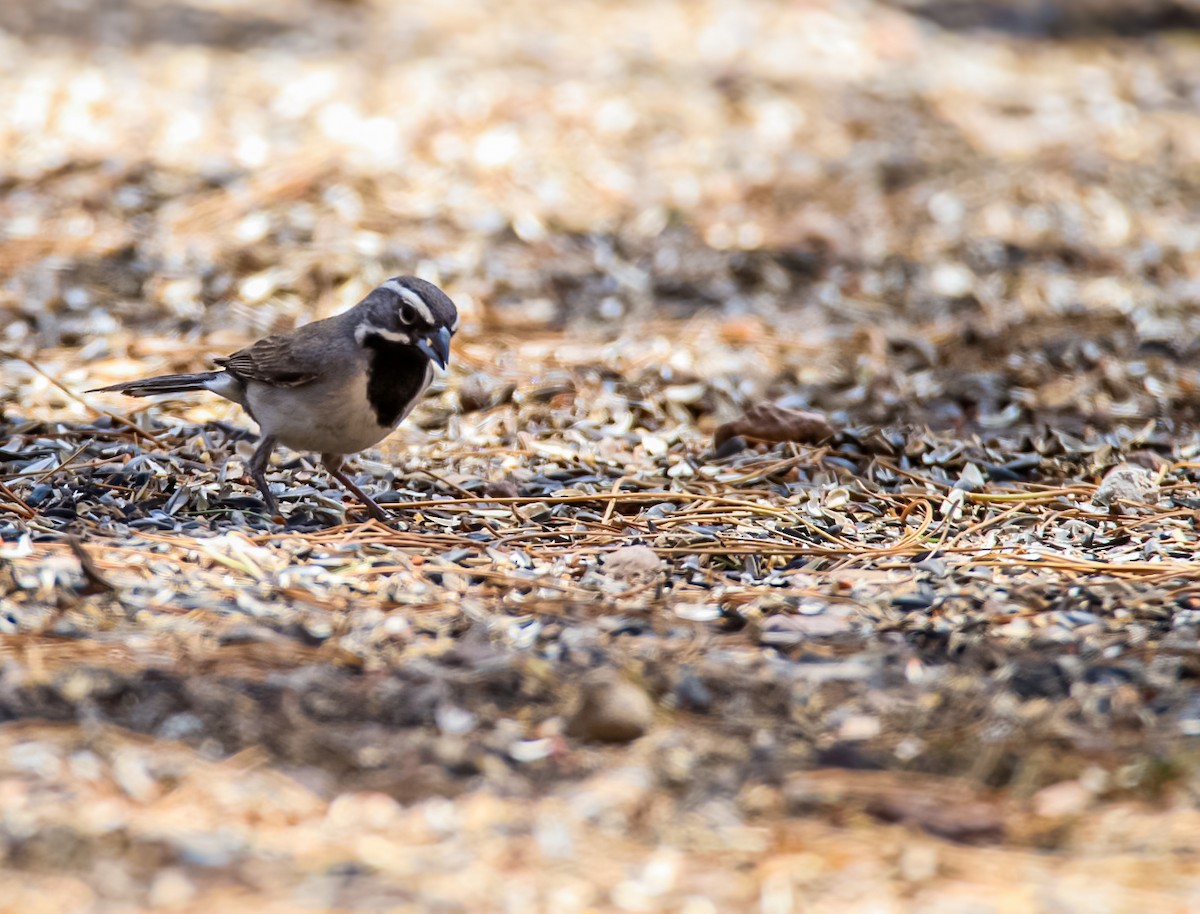 Black-throated Sparrow - ML620245330