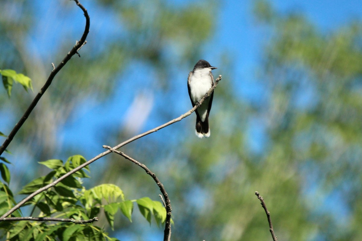 Eastern Kingbird - ML620245332