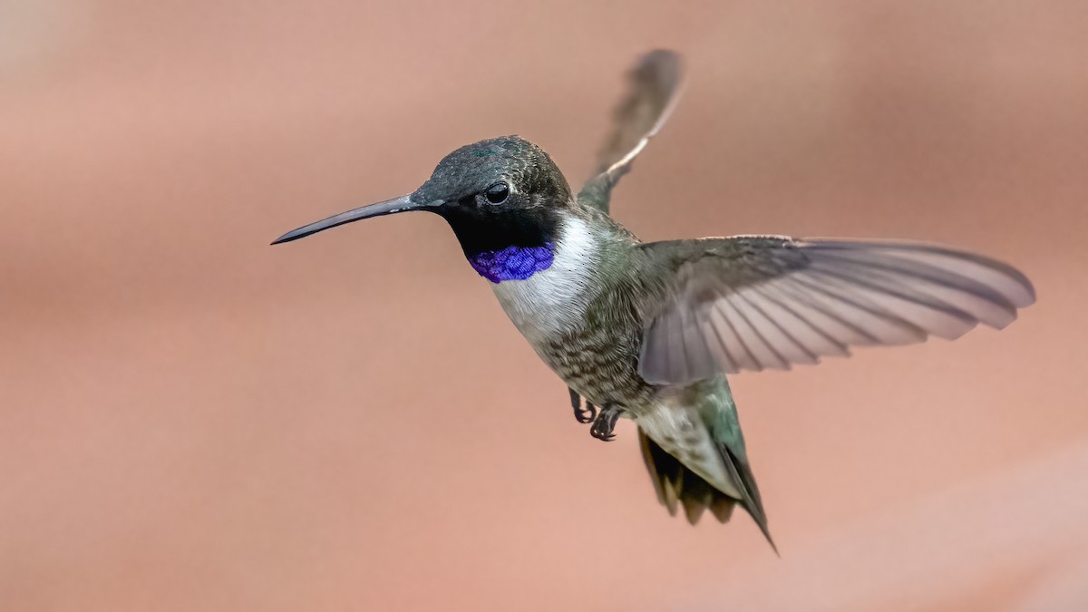 Black-chinned Hummingbird - ML620245334