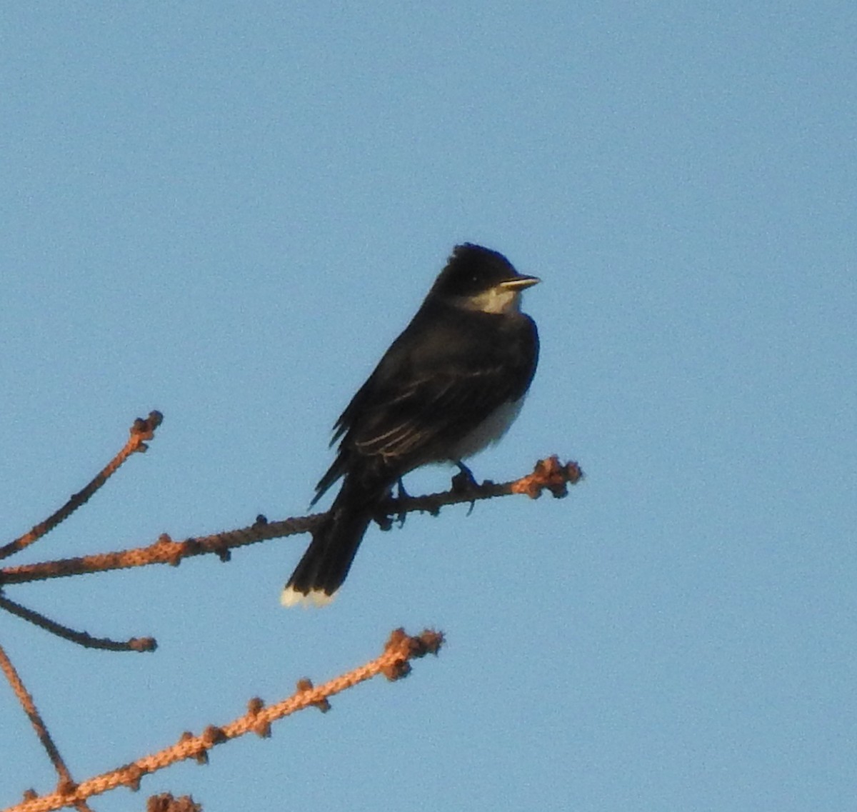 Eastern Kingbird - ML620245335