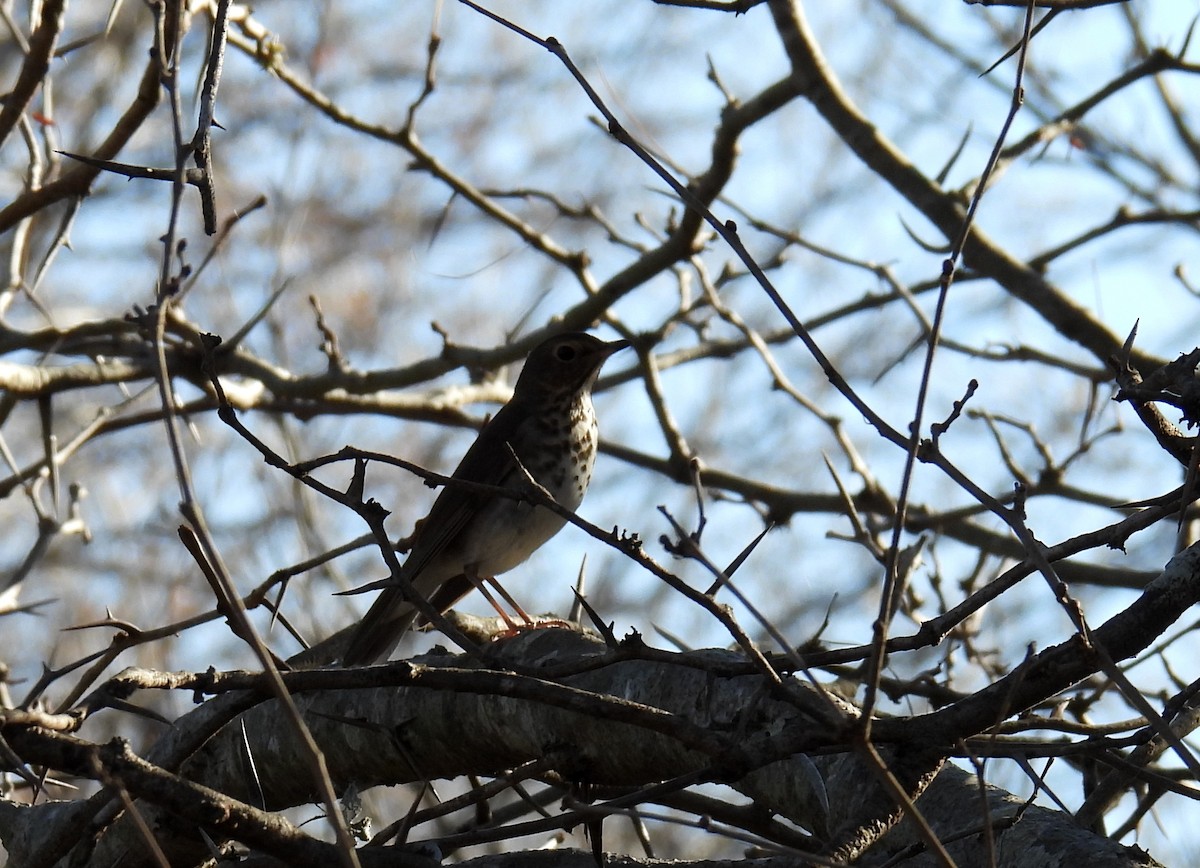 Swainson's Thrush - ML620245336