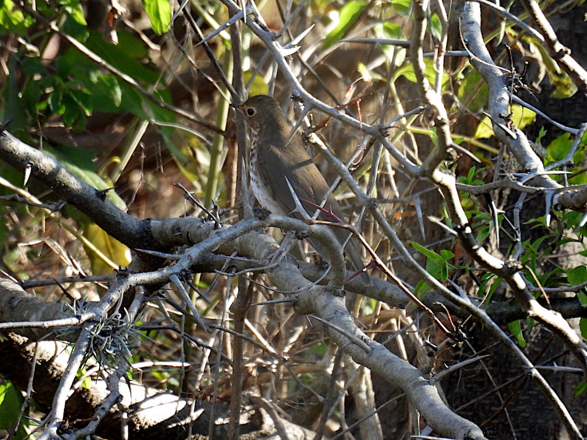 Swainson's Thrush - ML620245337