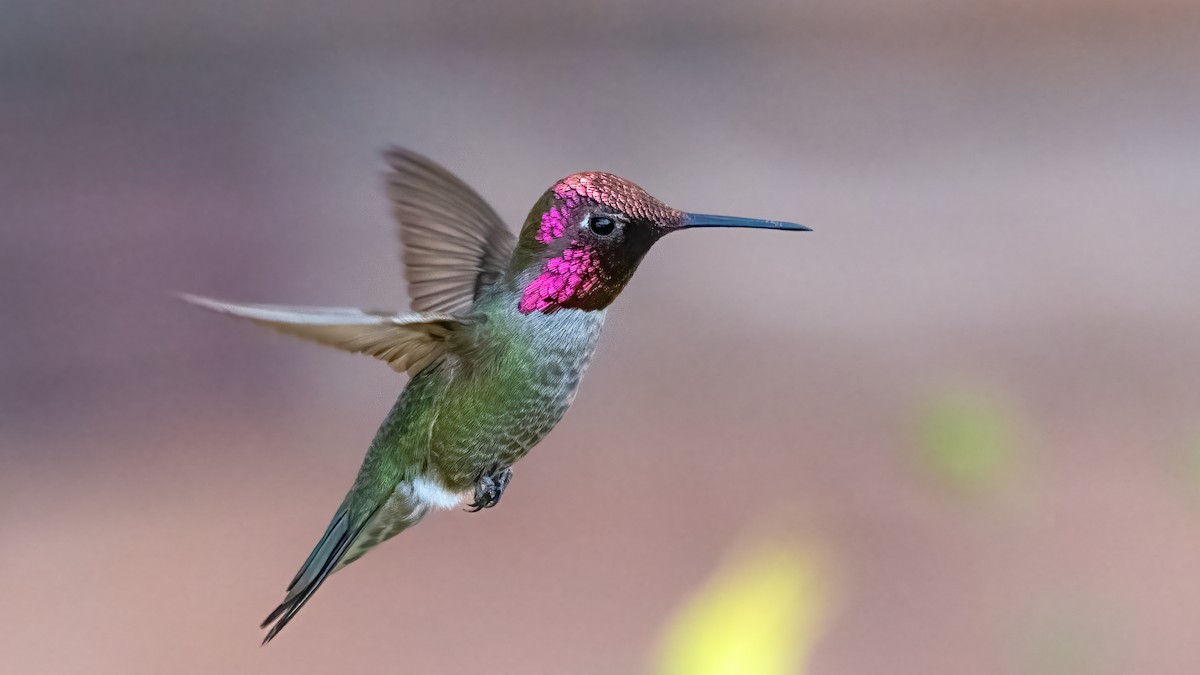 Colibrí de Anna - ML620245339