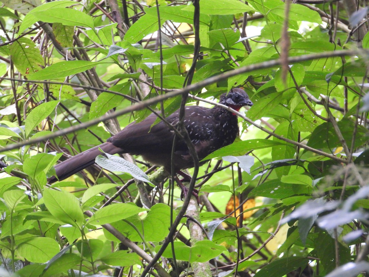 Band-tailed Guan - ML620245341