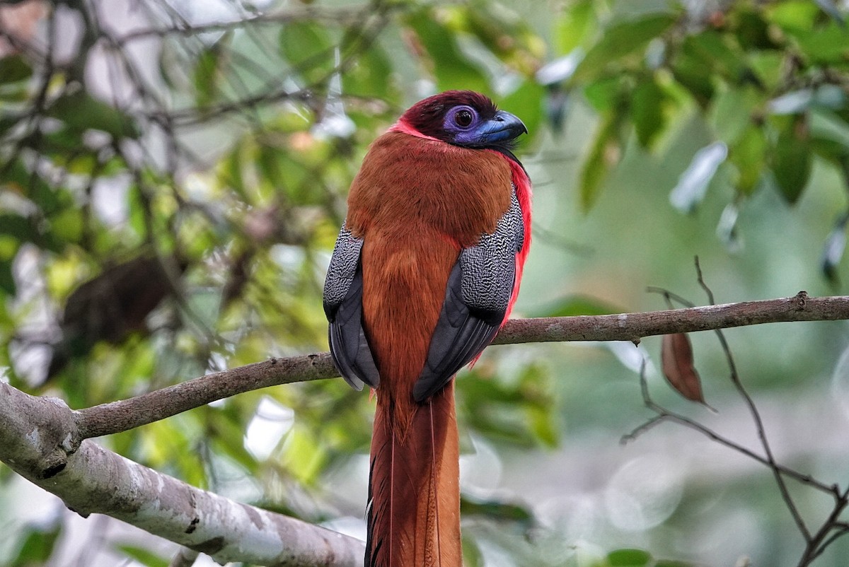 trogon obojkový - ML620245345