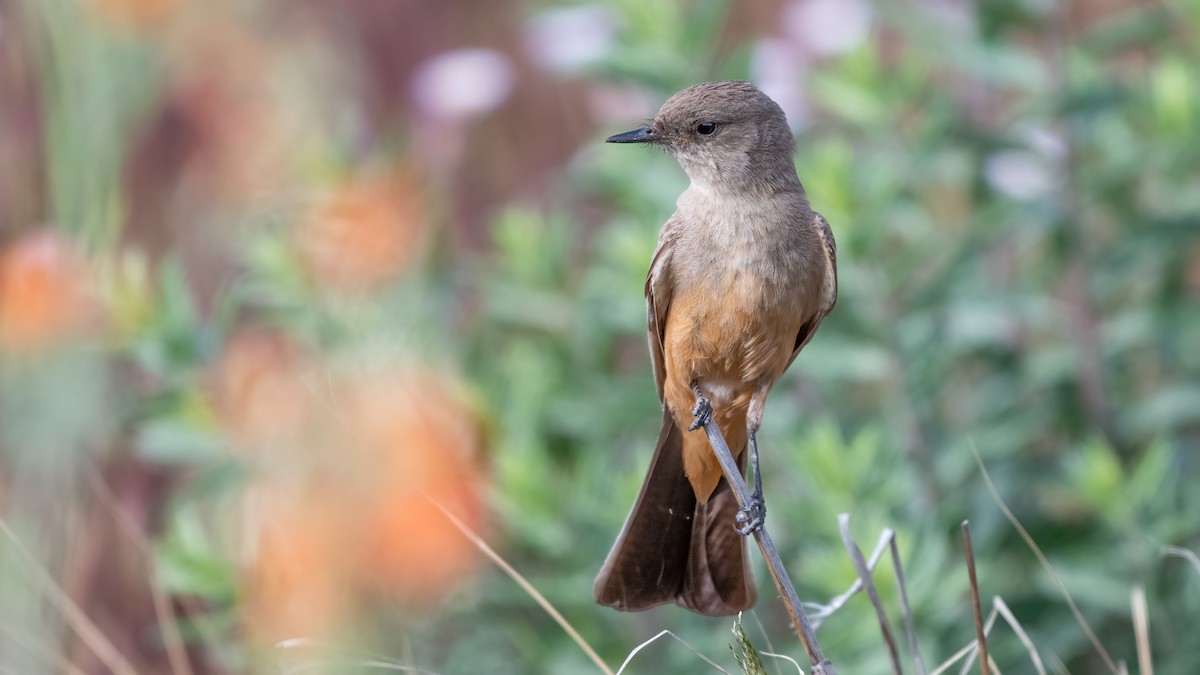 Say's Phoebe - Tom Hudson