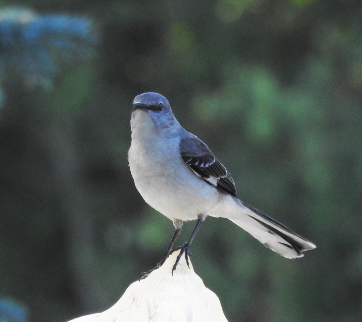 Northern Mockingbird - ML620245347