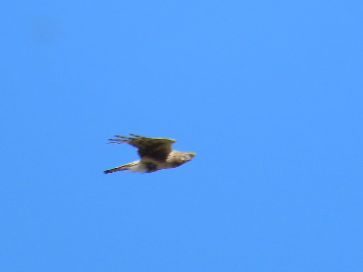 Northern Harrier - ML620245353