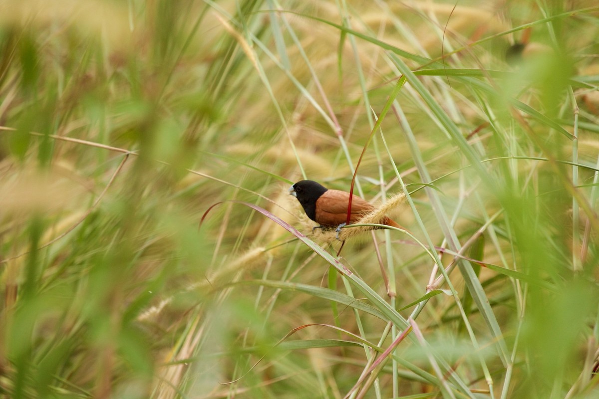 Chestnut Munia - ML620245356