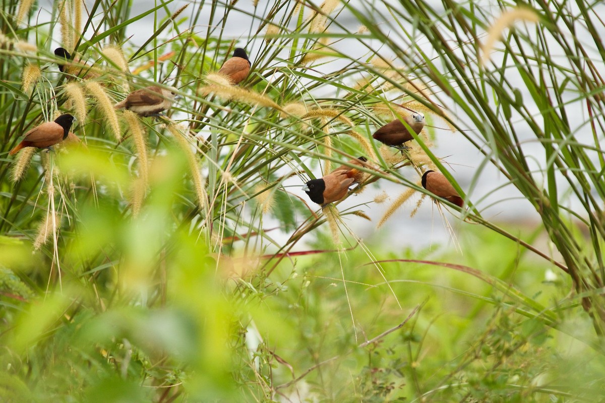 Chestnut Munia - ML620245358