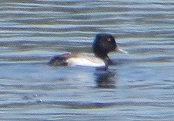 Lesser Scaup - ML620245373