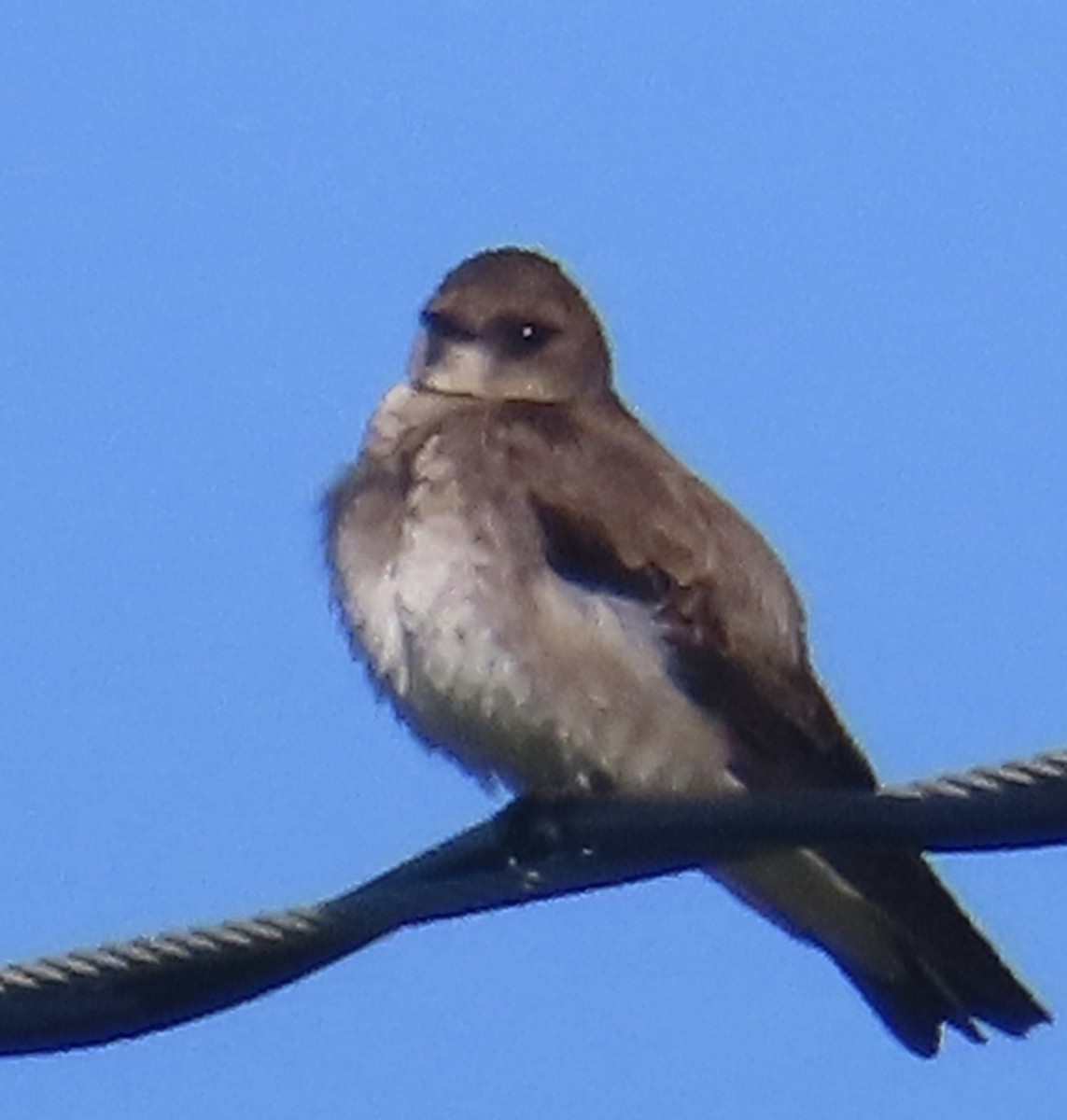 Northern Rough-winged Swallow - ML620245378