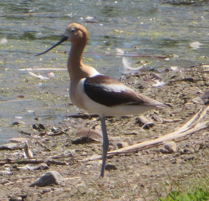 Avocette d'Amérique - ML620245387