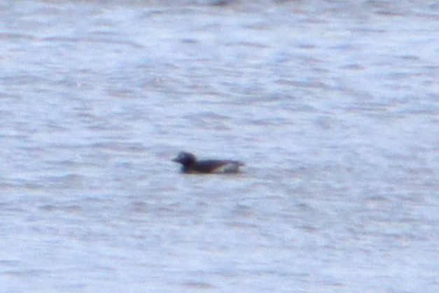 Long-tailed Duck - ML620245389