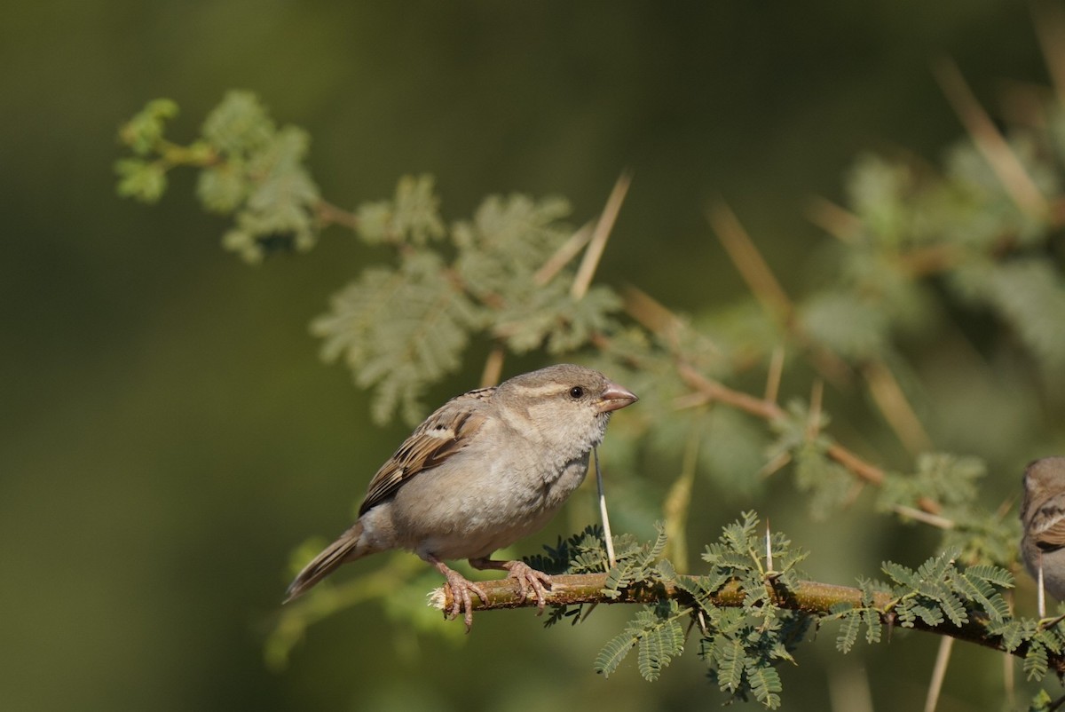 Moineau domestique - ML620245392