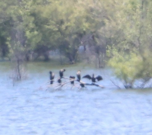 Double-crested Cormorant - ML620245393