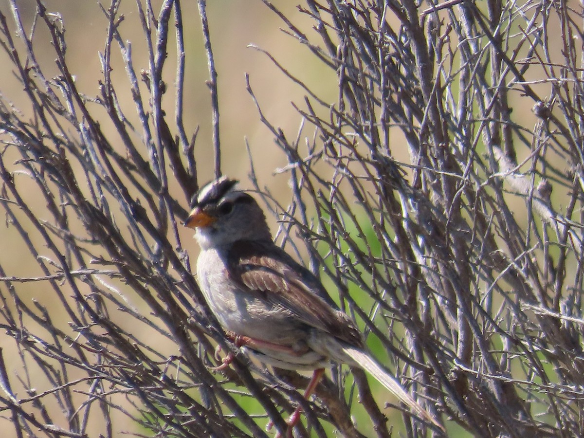 White-crowned Sparrow - ML620245395