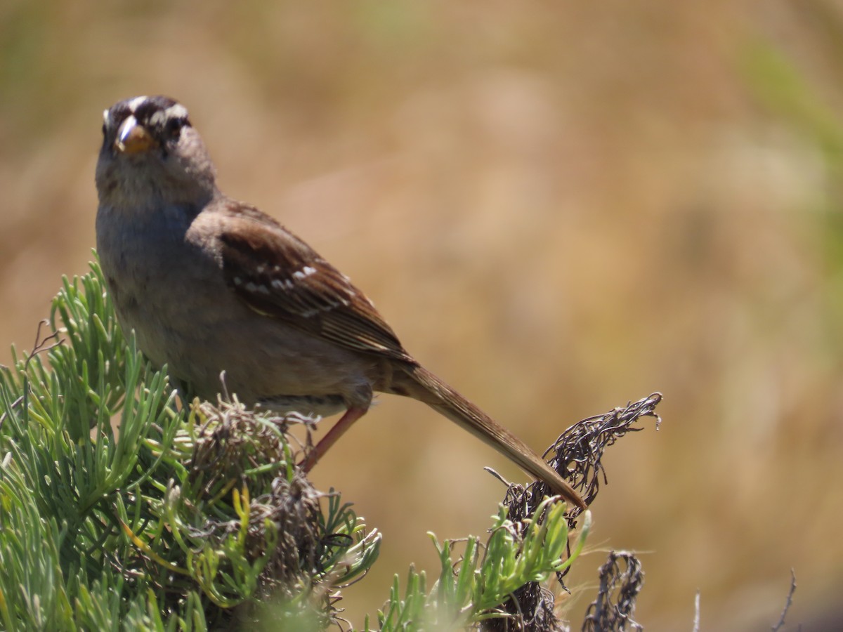 White-crowned Sparrow - ML620245396