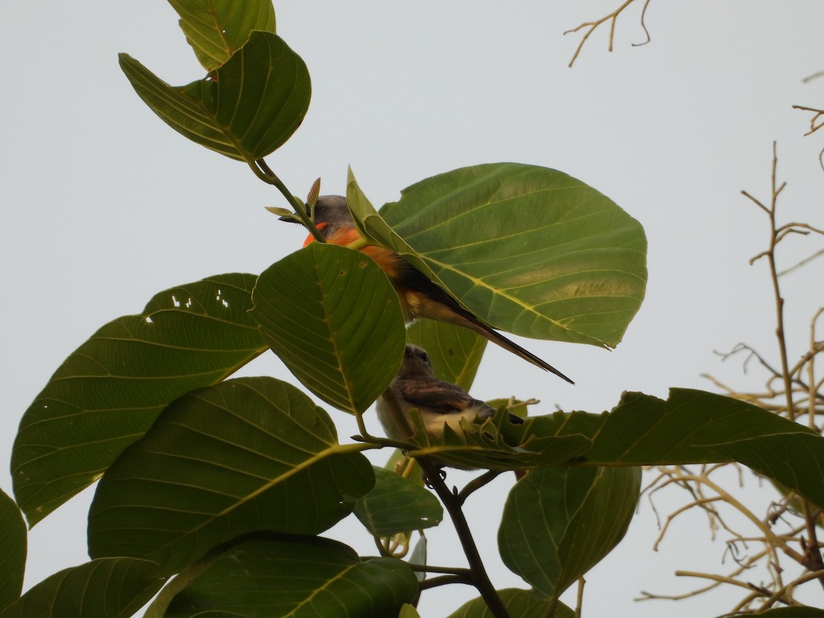 Küçük Minivet - ML620245398