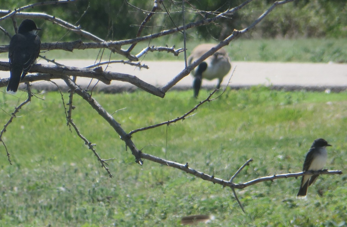 Eastern Kingbird - ML620245399