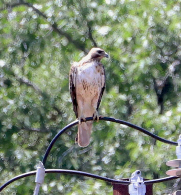 Red-tailed Hawk - ML620245403
