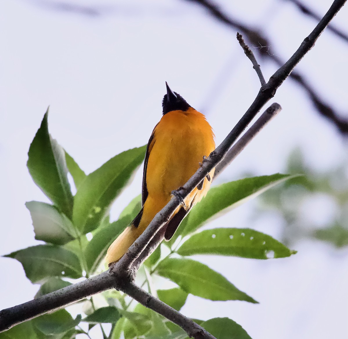 Baltimore Oriole - ML620245407