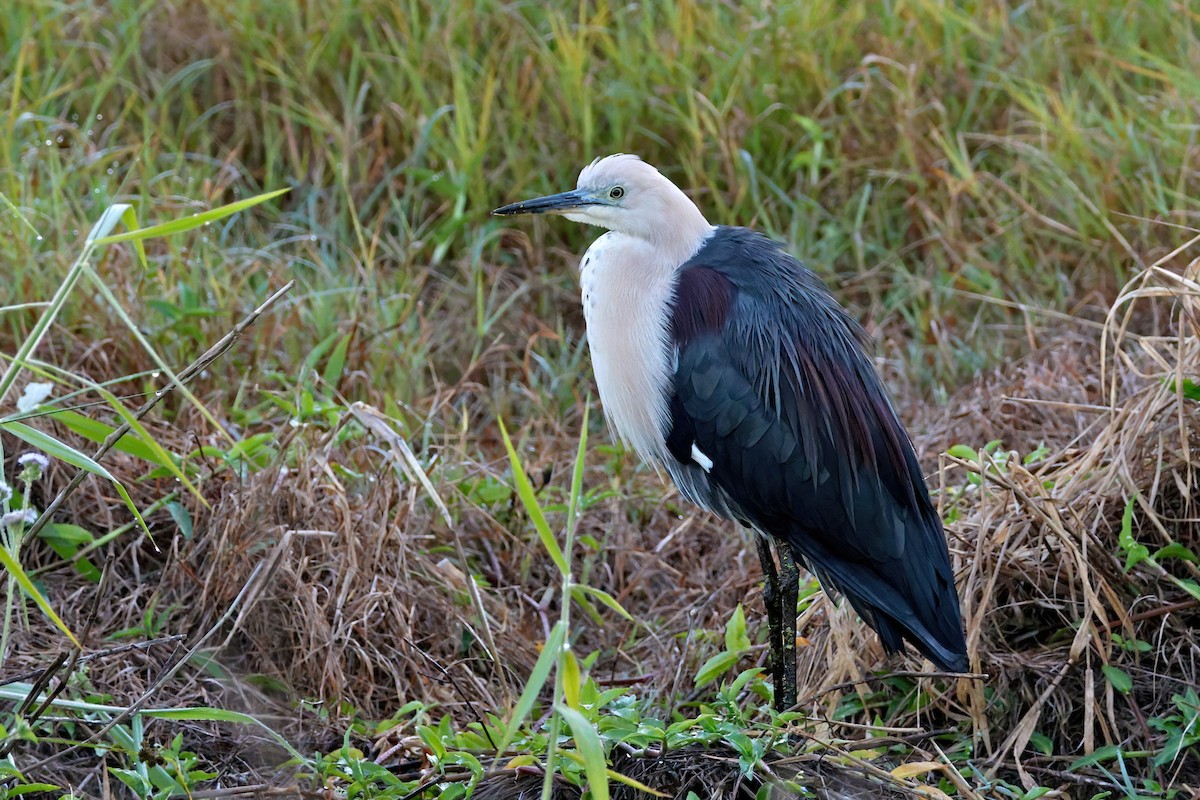 Garza Cuelliblanca - ML620245409