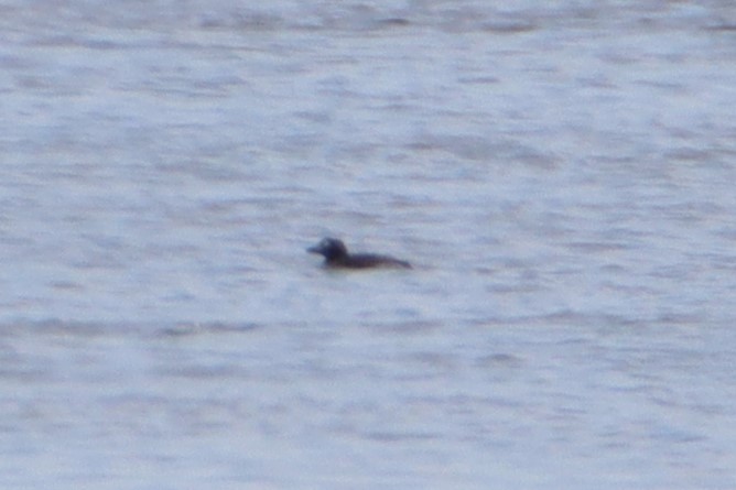 Long-tailed Duck - ML620245411