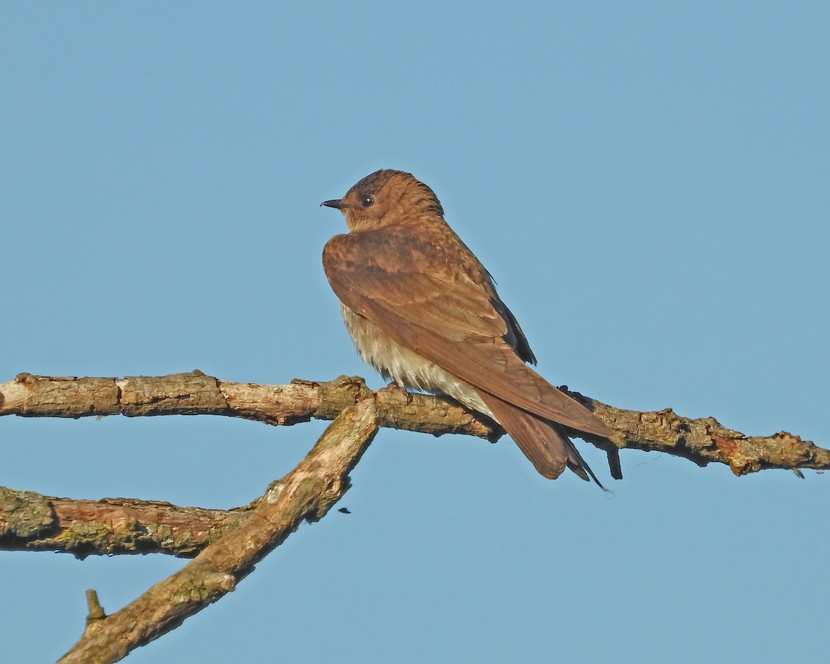 Northern Rough-winged Swallow - ML620245415