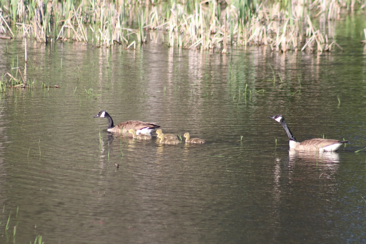 Canada Goose - ML620245420