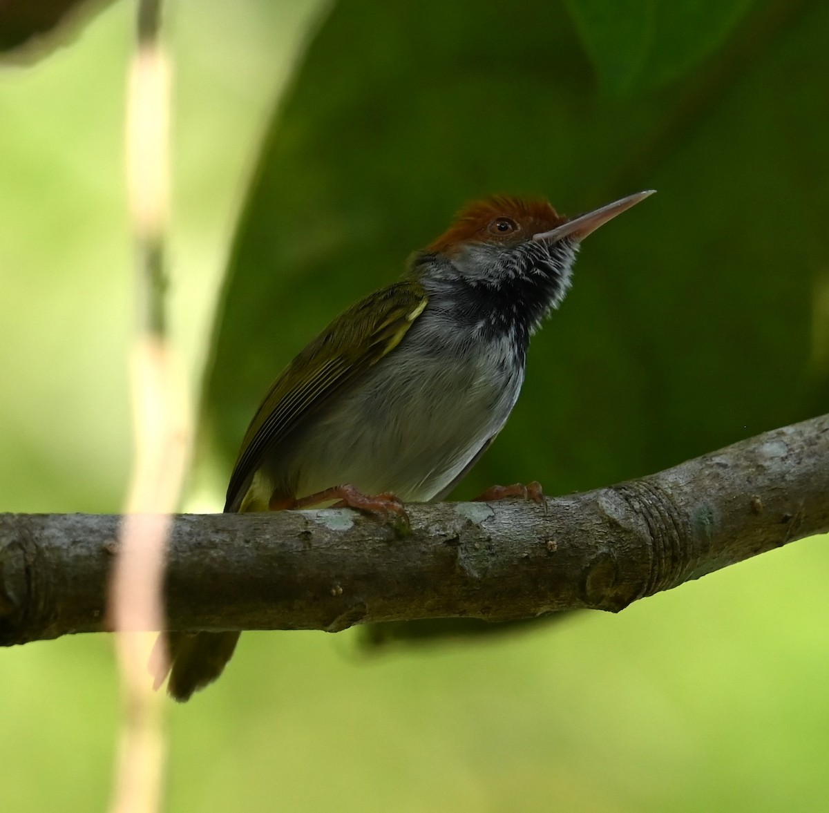 Dark-necked Tailorbird - ML620245444