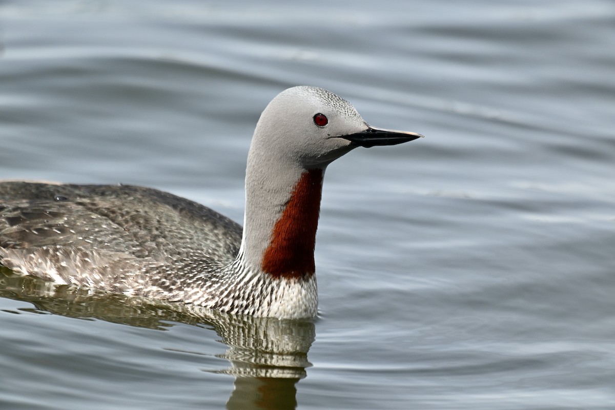 Red-throated Loon - ML620245449