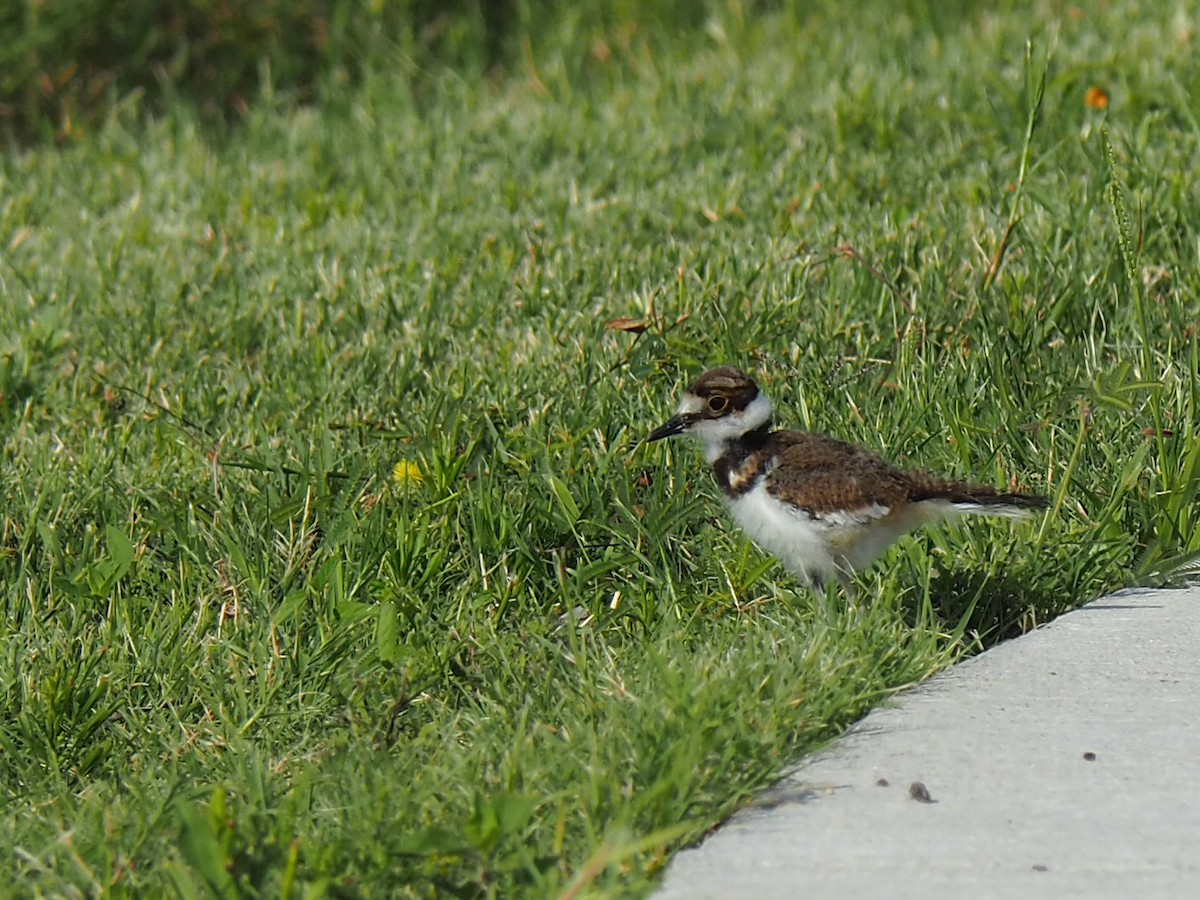 Killdeer - ML620245450