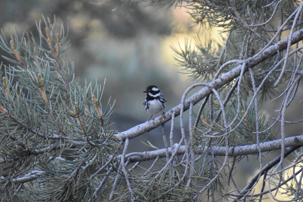 Black-throated Gray Warbler - Hannah Leabhart