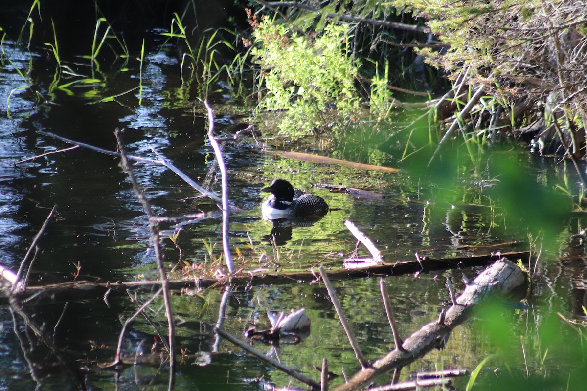 Plongeon huard - ML620245457