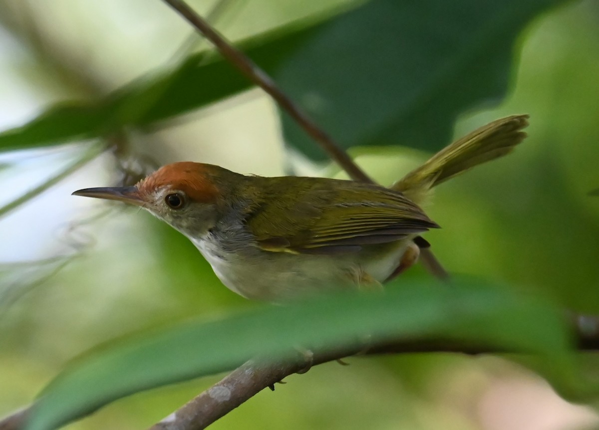 Dark-necked Tailorbird - ML620245459