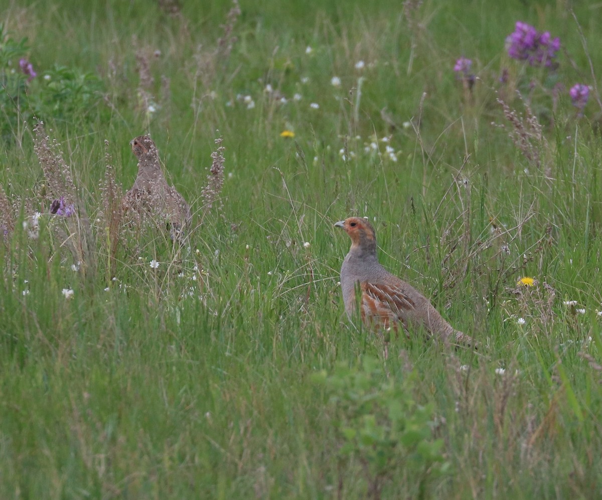 Gray Partridge - ML620245464