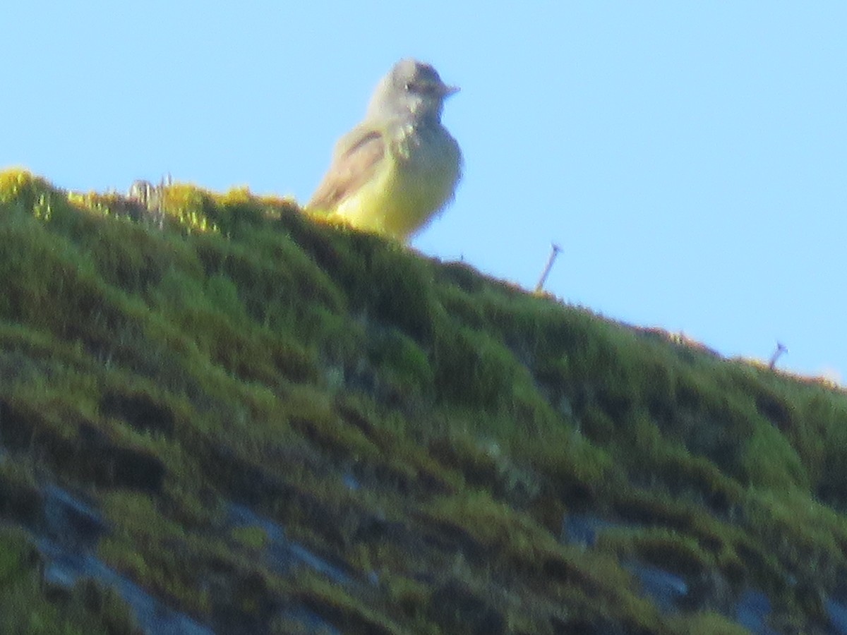 Western Kingbird - ML620245467