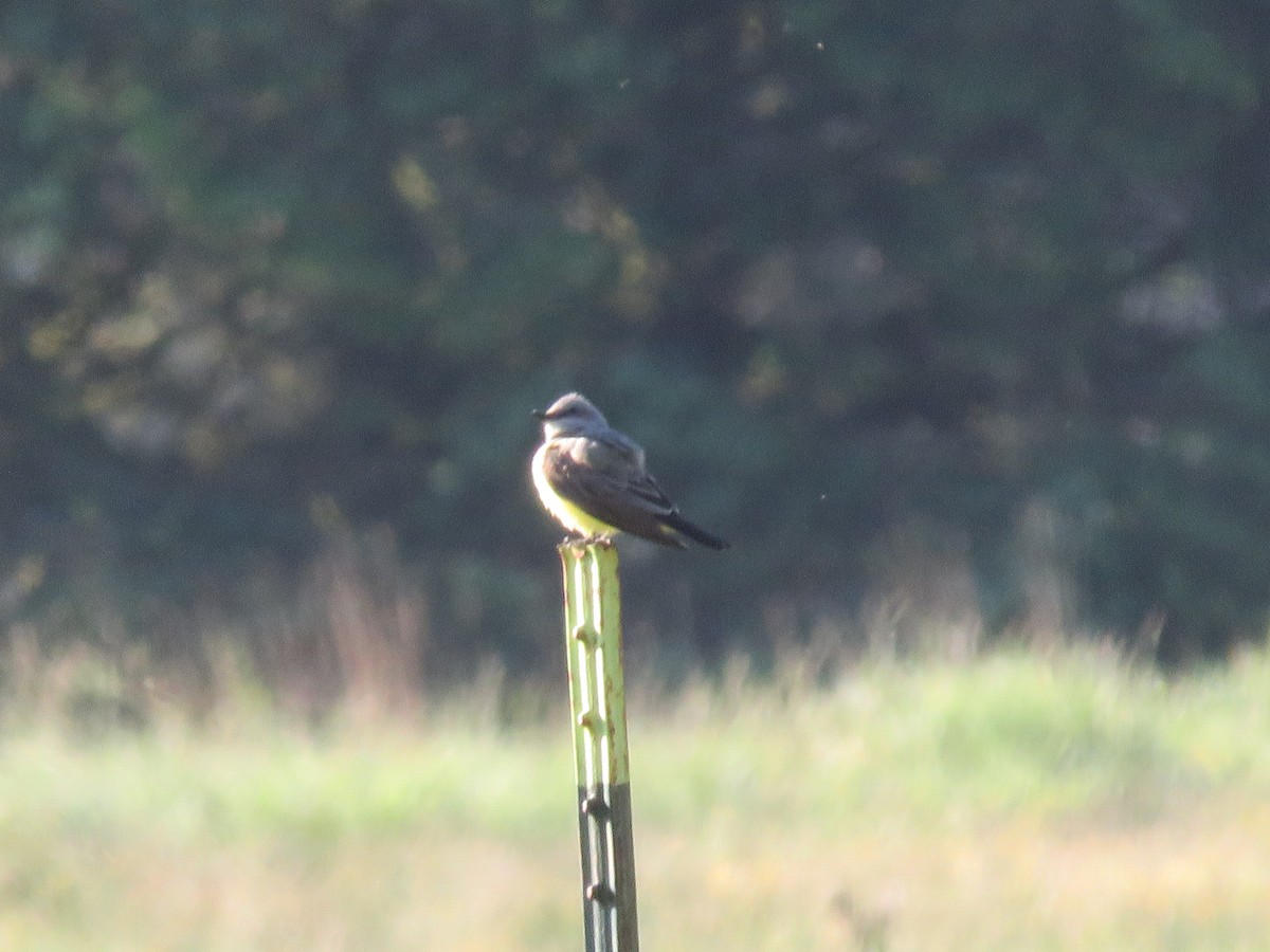 Western Kingbird - ML620245469