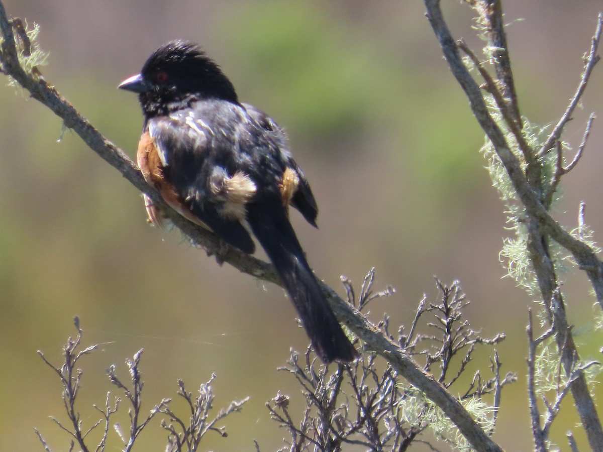 Spotted Towhee - ML620245472